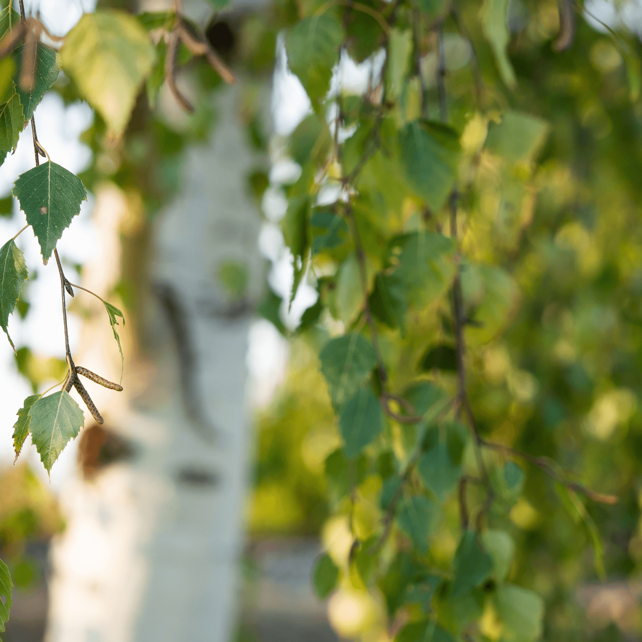 NEW! Silver Birch (Betula Pendula) – 100g - 20% Discount