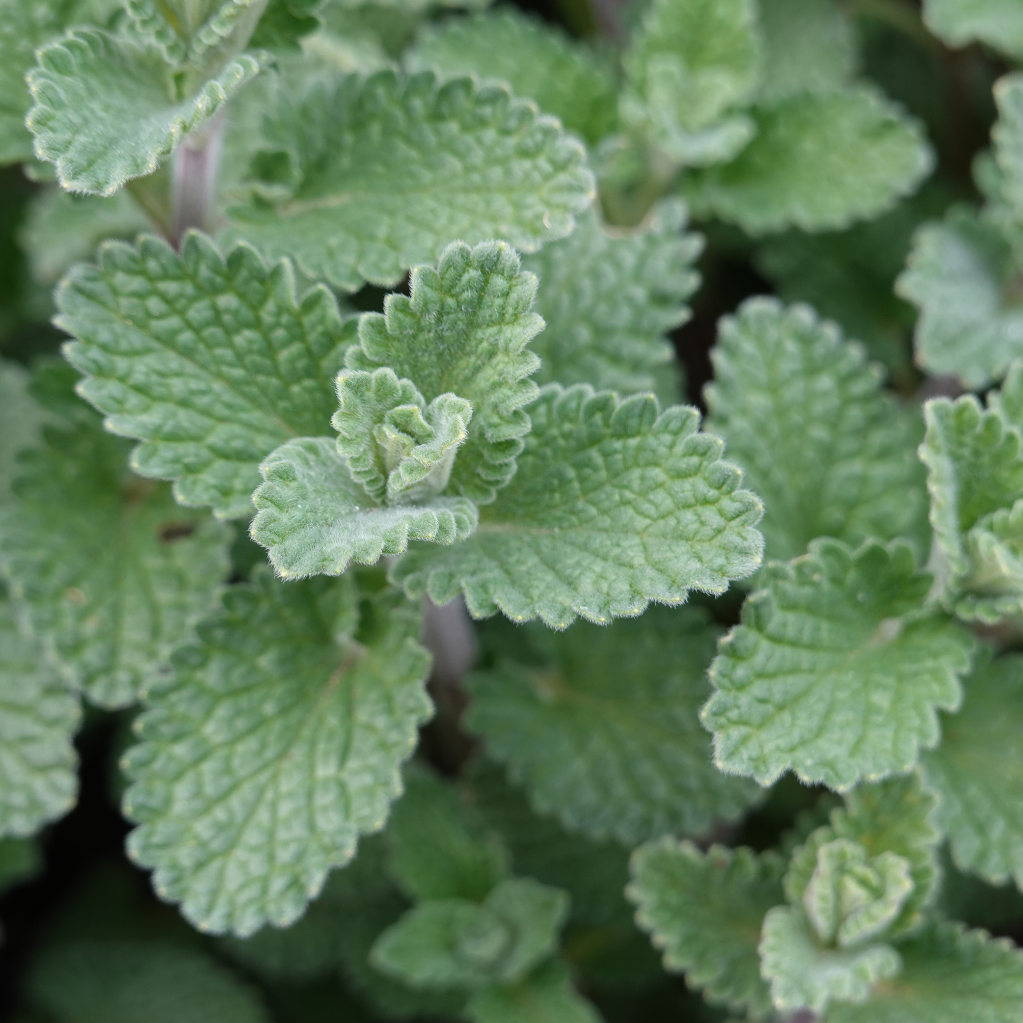 NEW! Nepeta (Catnip) - 100g - 20% Discount