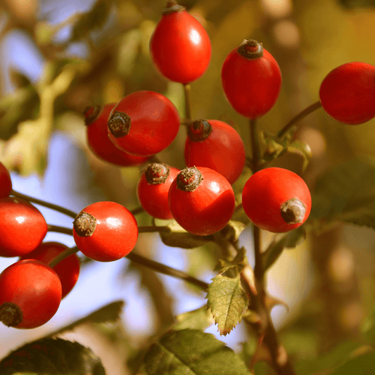 NEW! Rosehips (Rosa canina) – 100g - 20% Discount