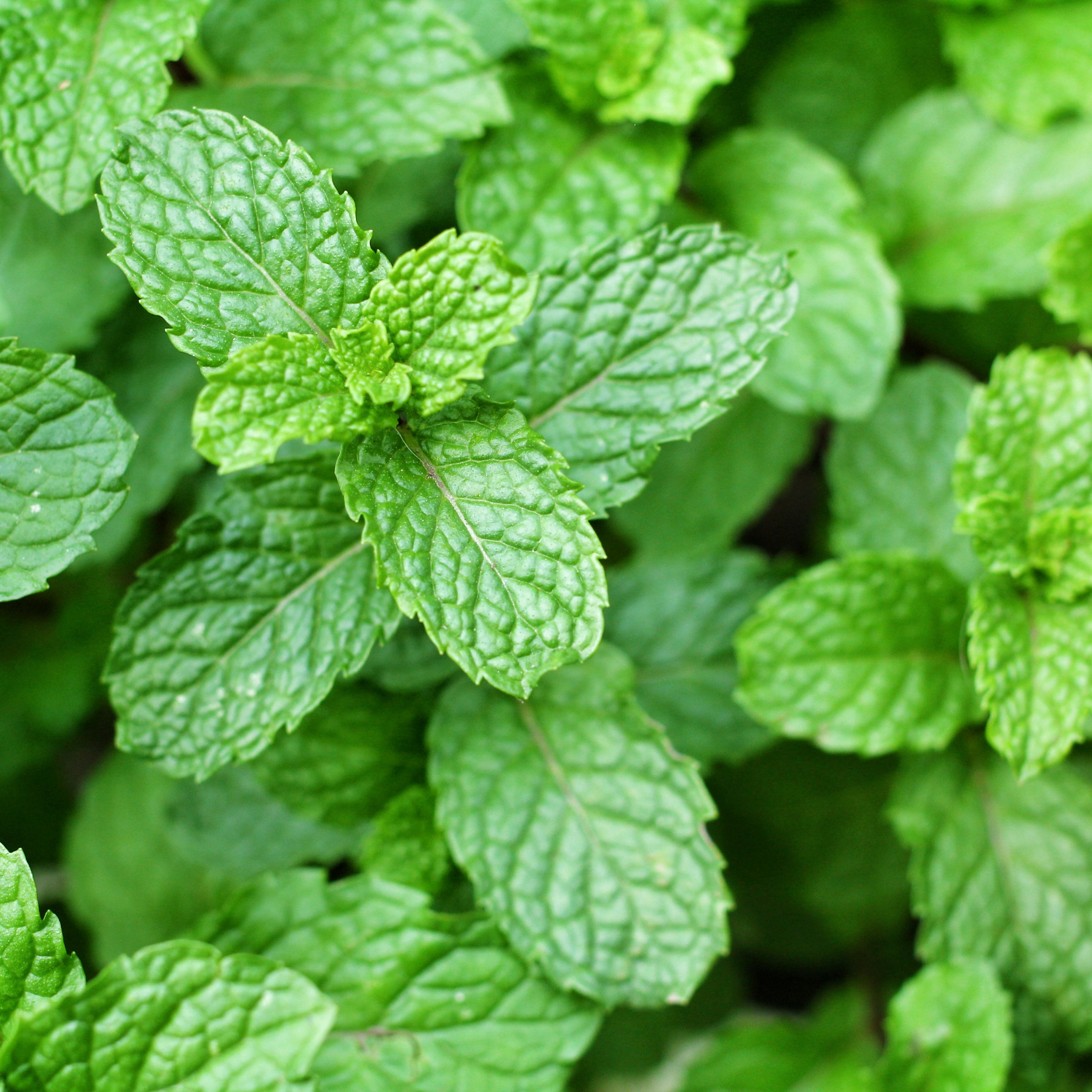 100ml Mentha piperita (Mint) Tincture-