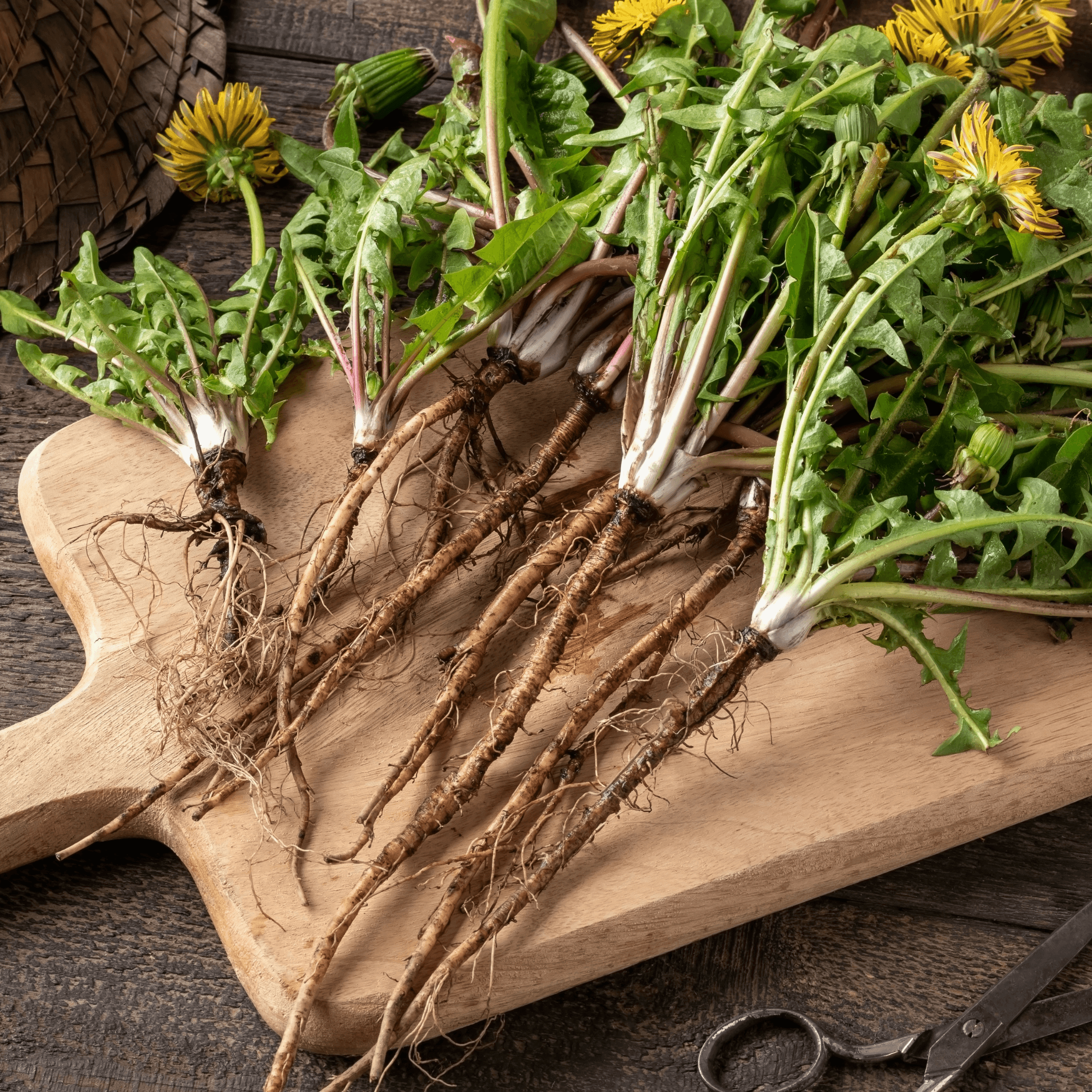 Roasted Dandelion Coffee 100g