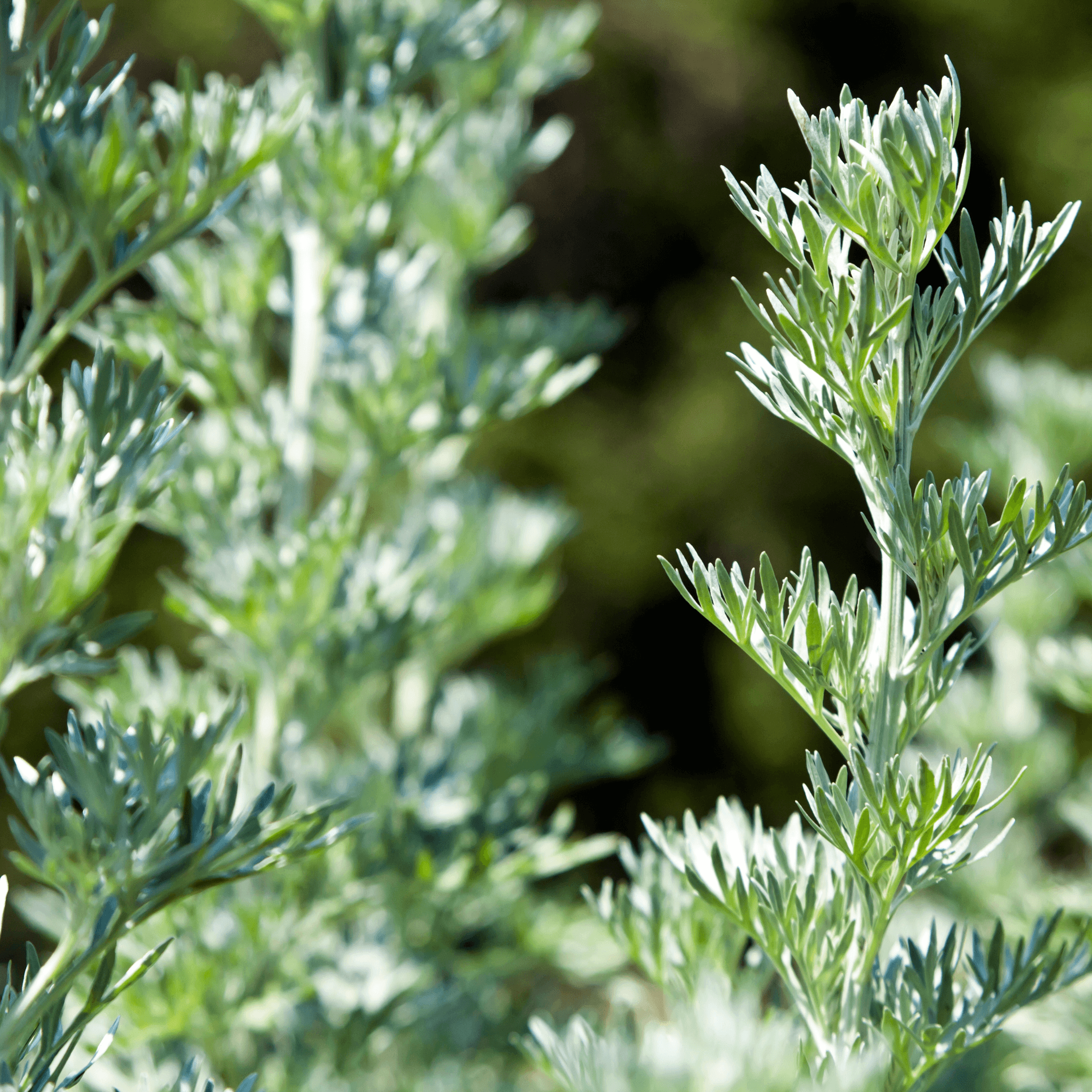 Artemesia absinthium (Common Wormwood) Tincture - DrClareApothecary