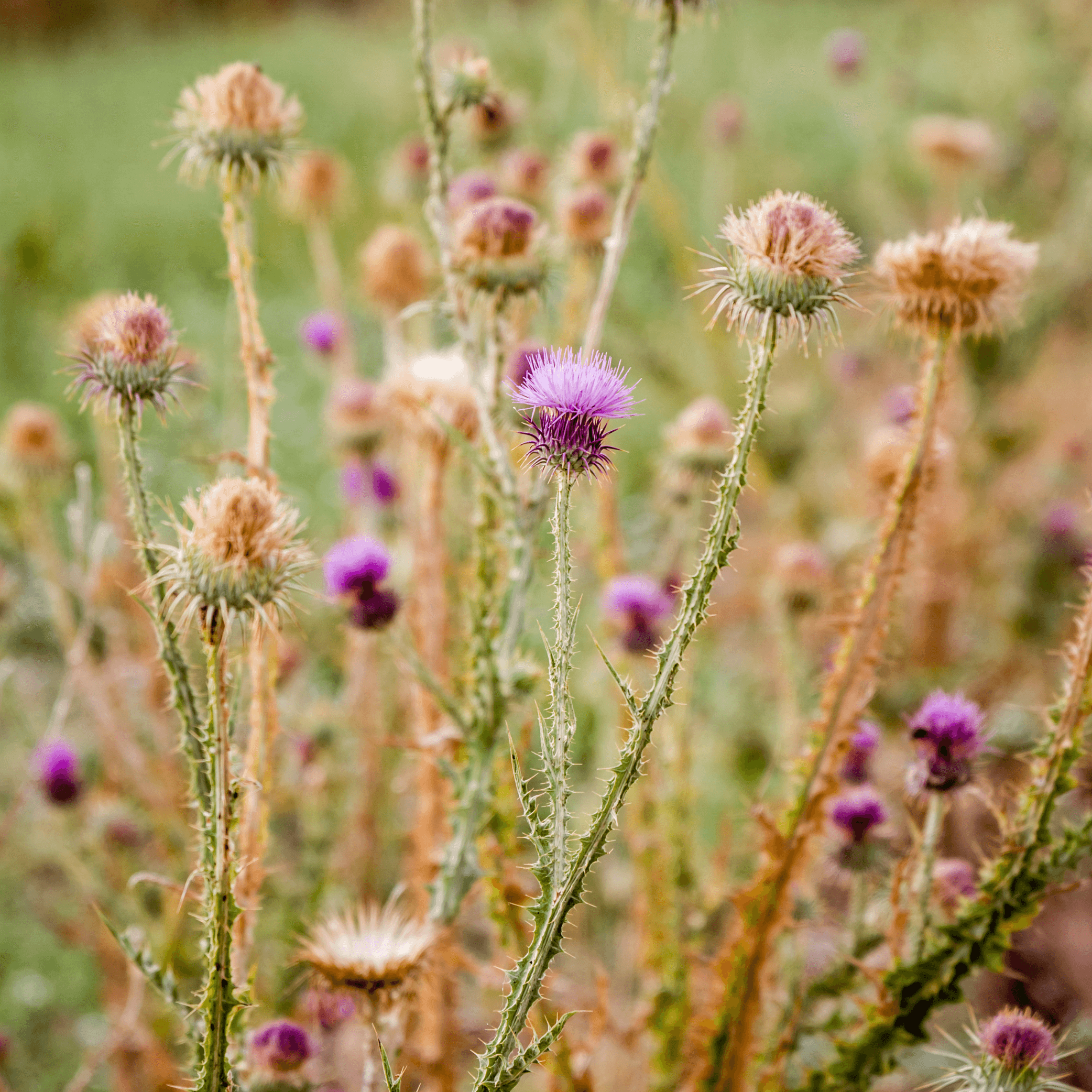 Carduus marianus (Milk thistle) Tincture - DrClareApothecary