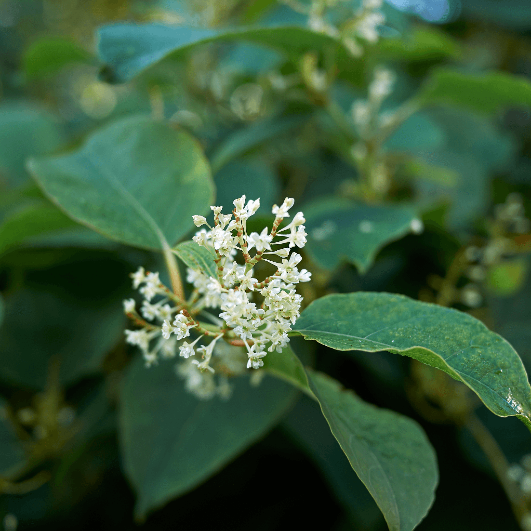 Fallopia (Russian vine) Tincture - DrClareApothecary