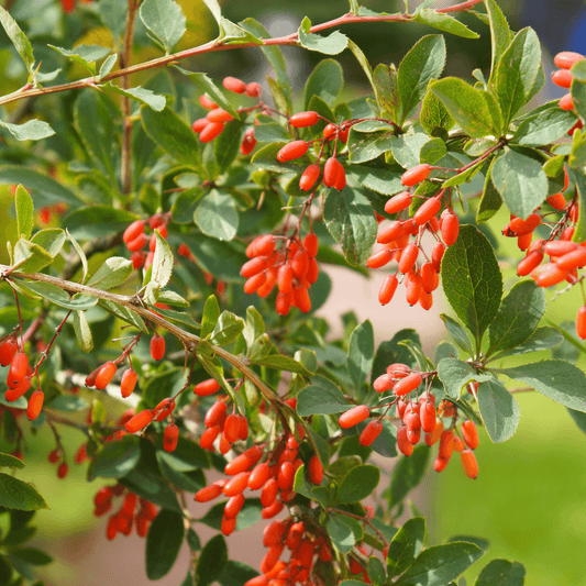 Barberry - Berberis vulgaris. 100g - DrClareApothecary