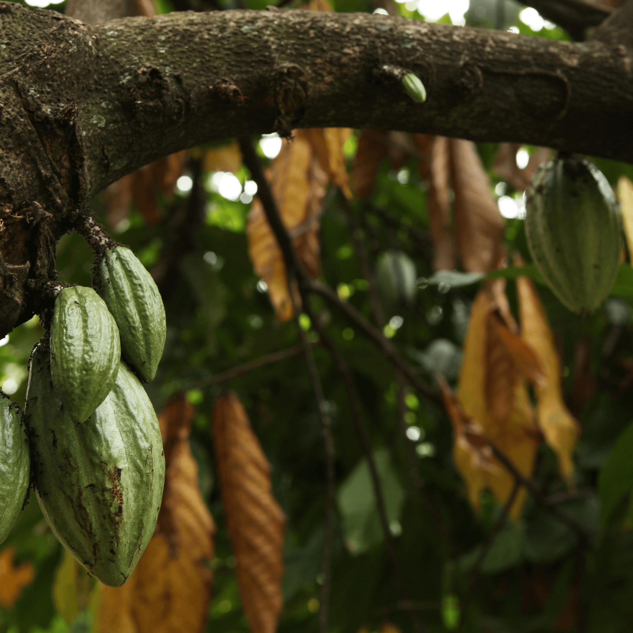 Theobroma cacao (Cocoa) Tincture - DrClareApothecary