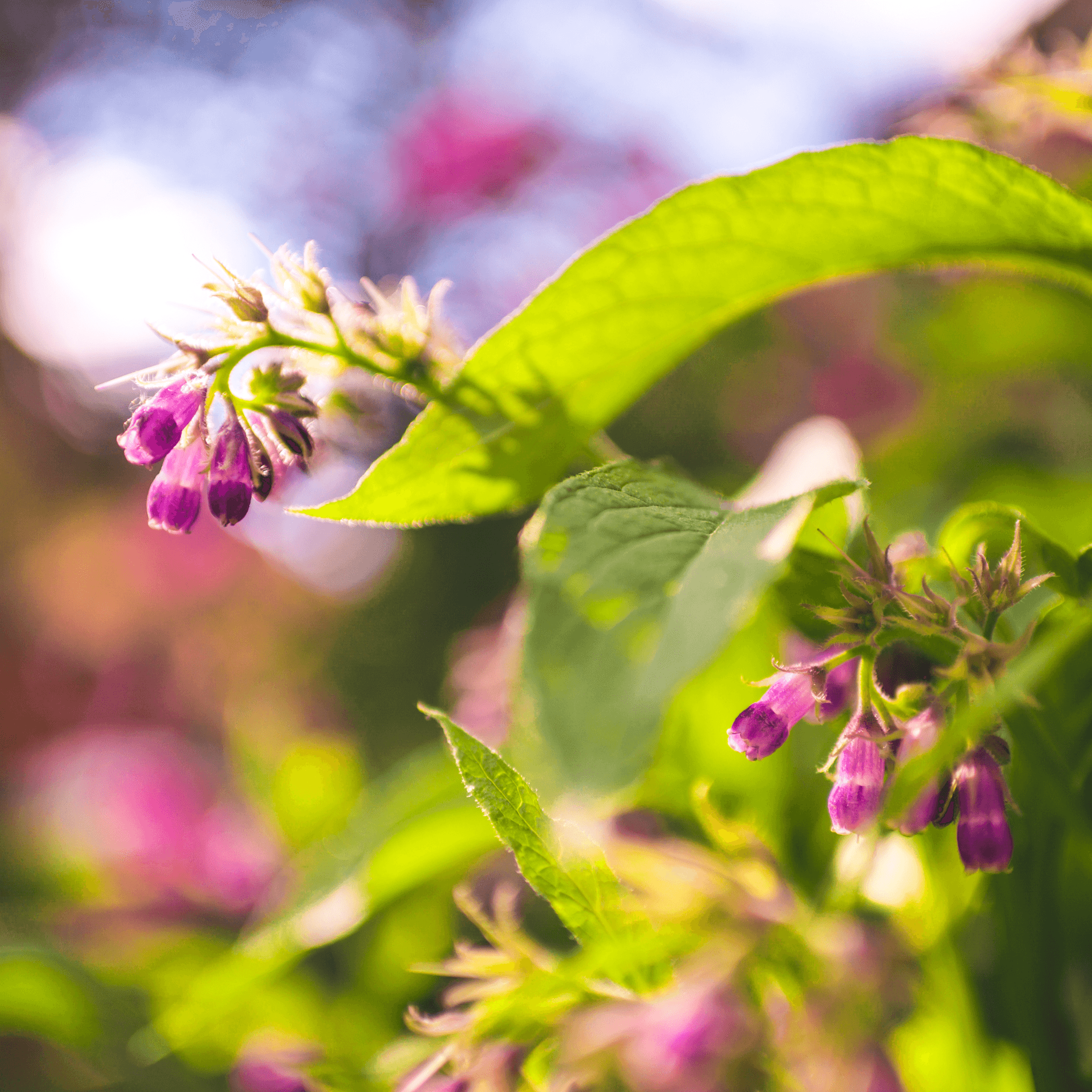 Symphytum off. (Common comfrey) Fixed Oil - DrClareApothecary