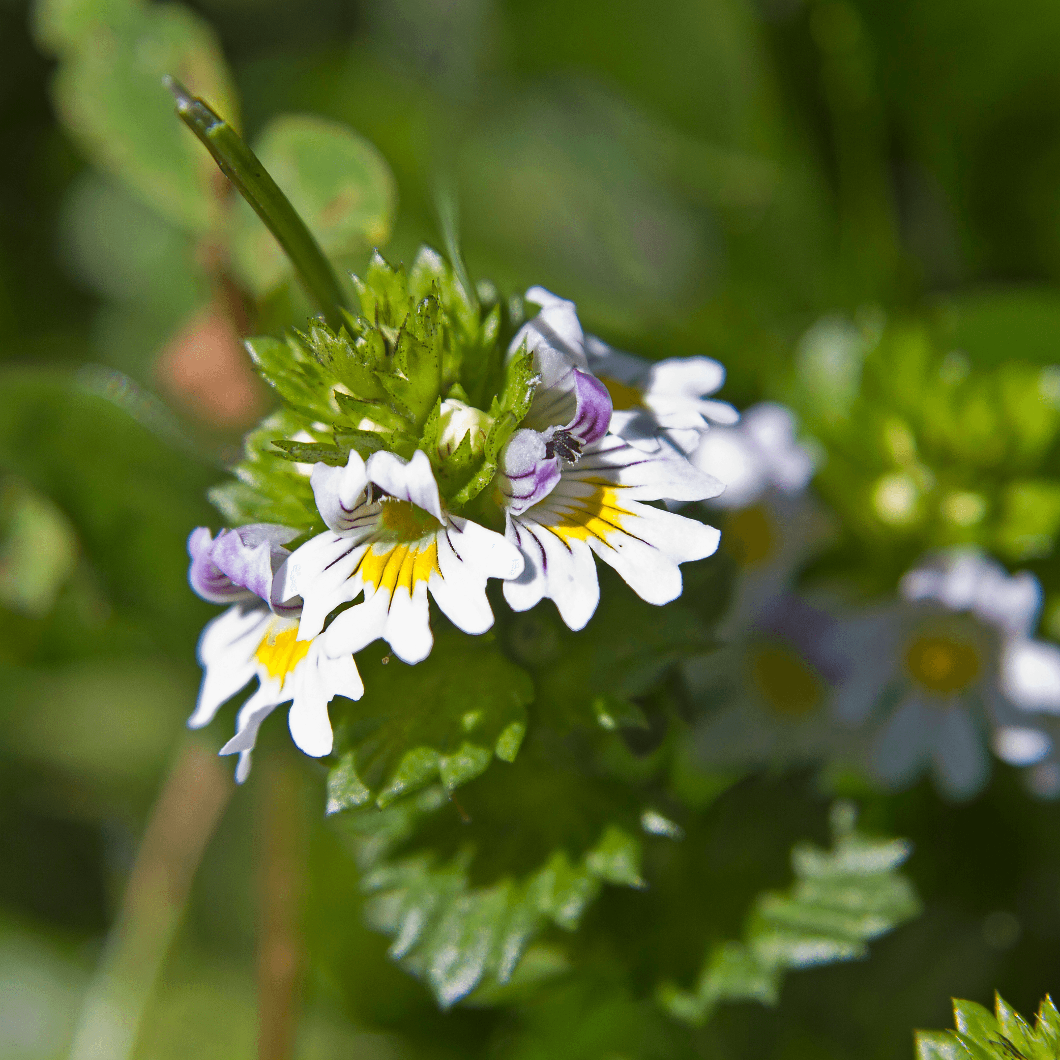 Eyebright - Euphrasia off.  100g - DrClareApothecary