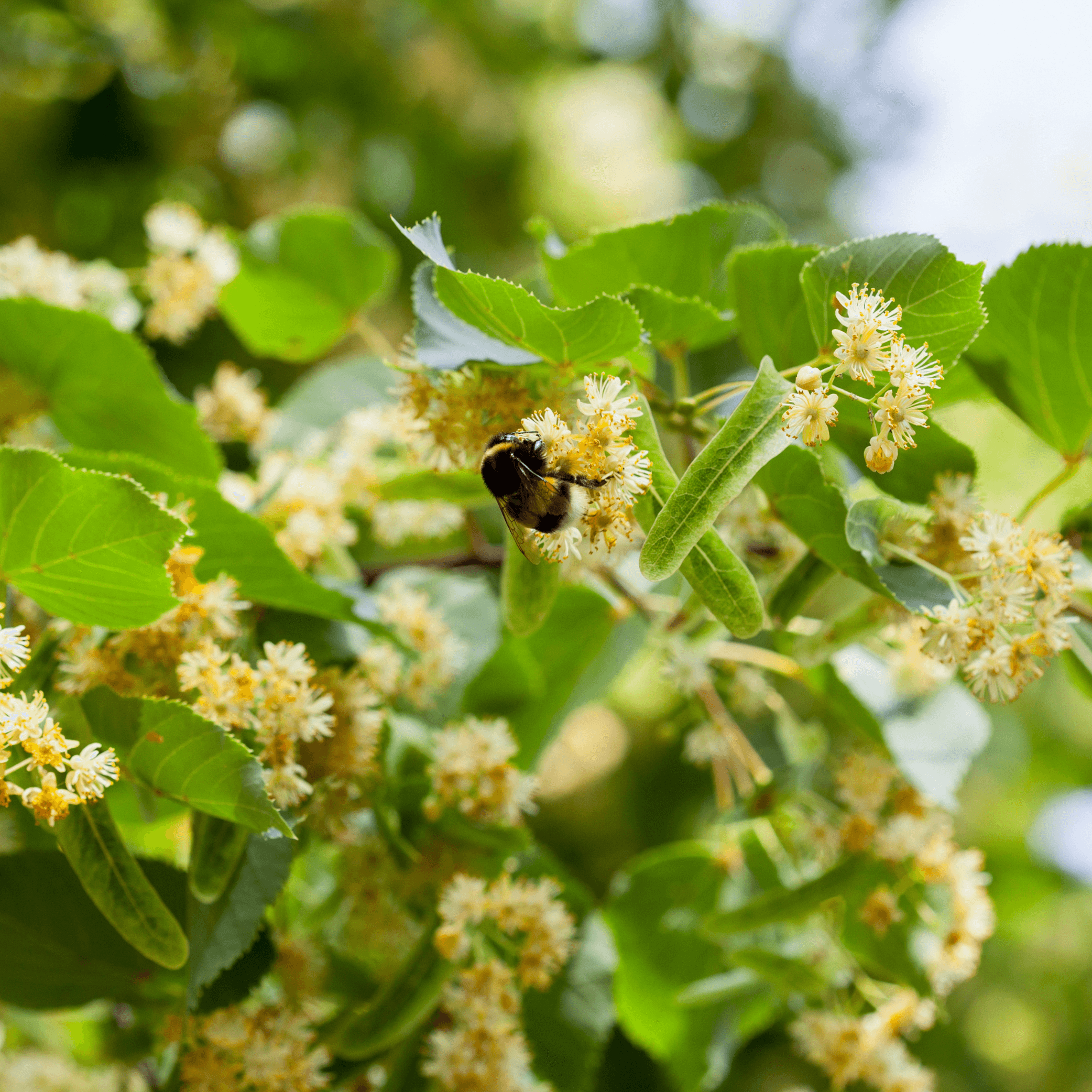 Tilea europia (Common lime) Tincture - DrClareApothecary