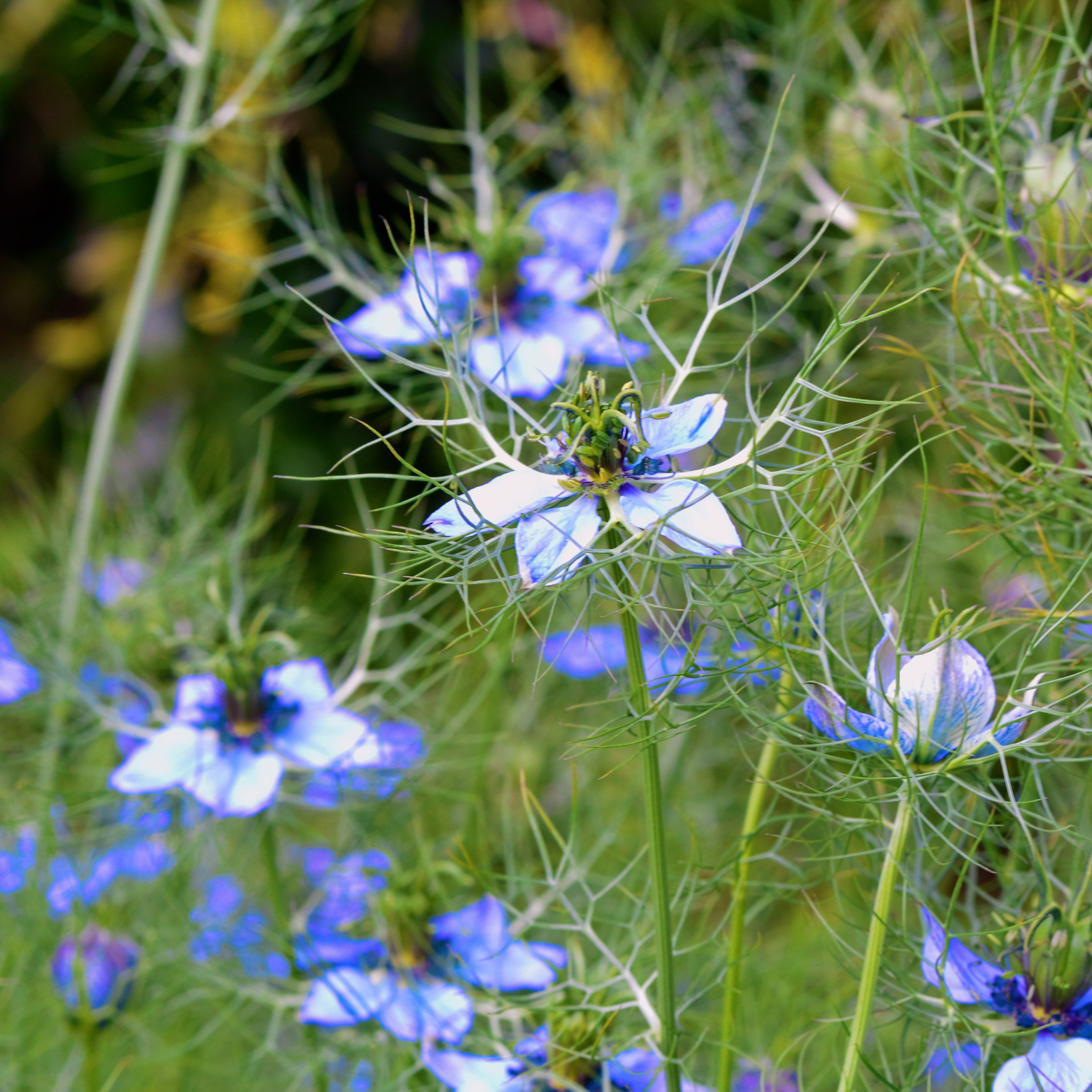 Nigella Seeds (Nigella sativa) – 100g