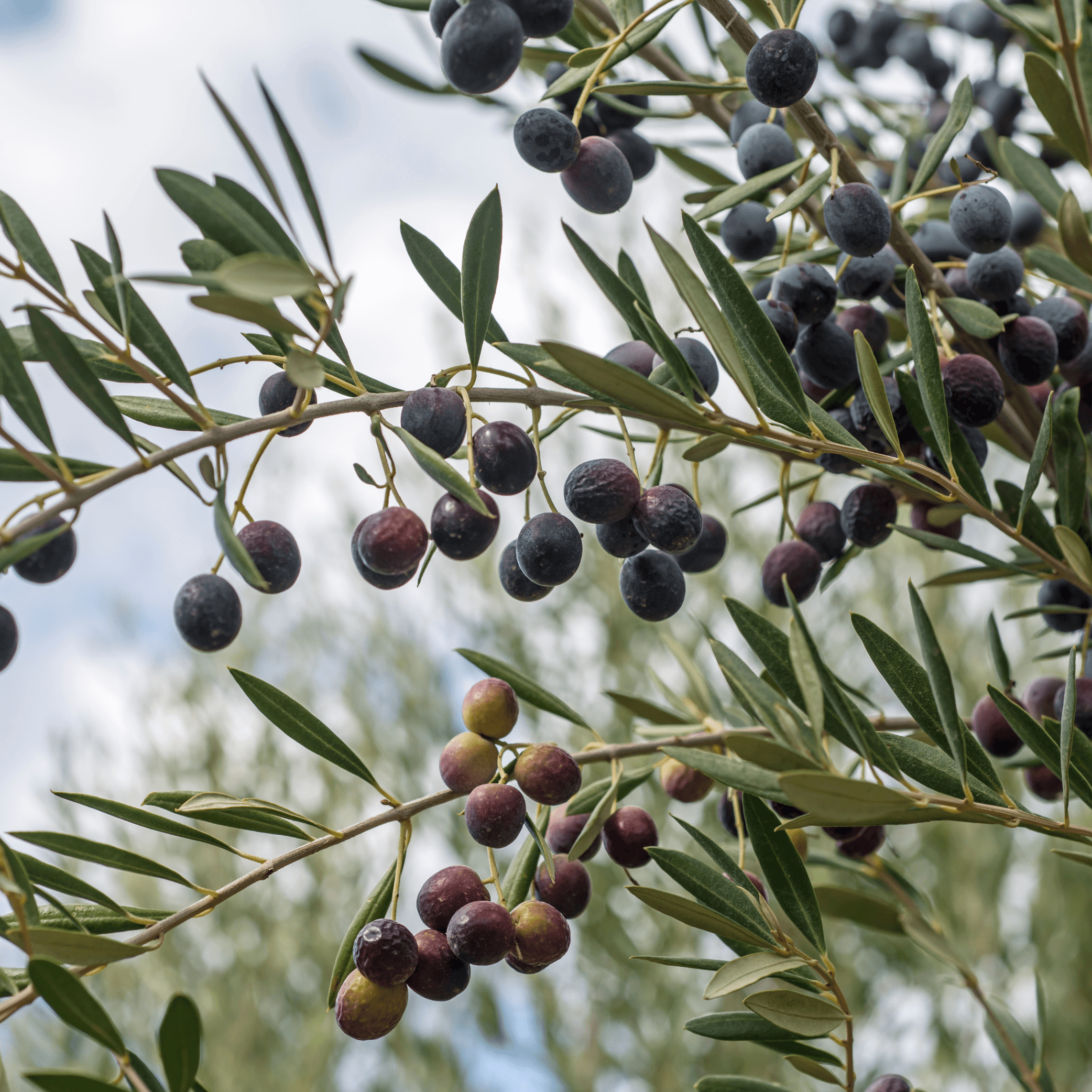 Olive Leaf - Olea europea  100g - DrClareApothecary