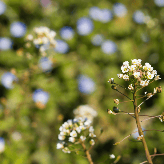 Shepherd's Purse - Capsella Bursa Pastoris 100g - DrClareApothecary