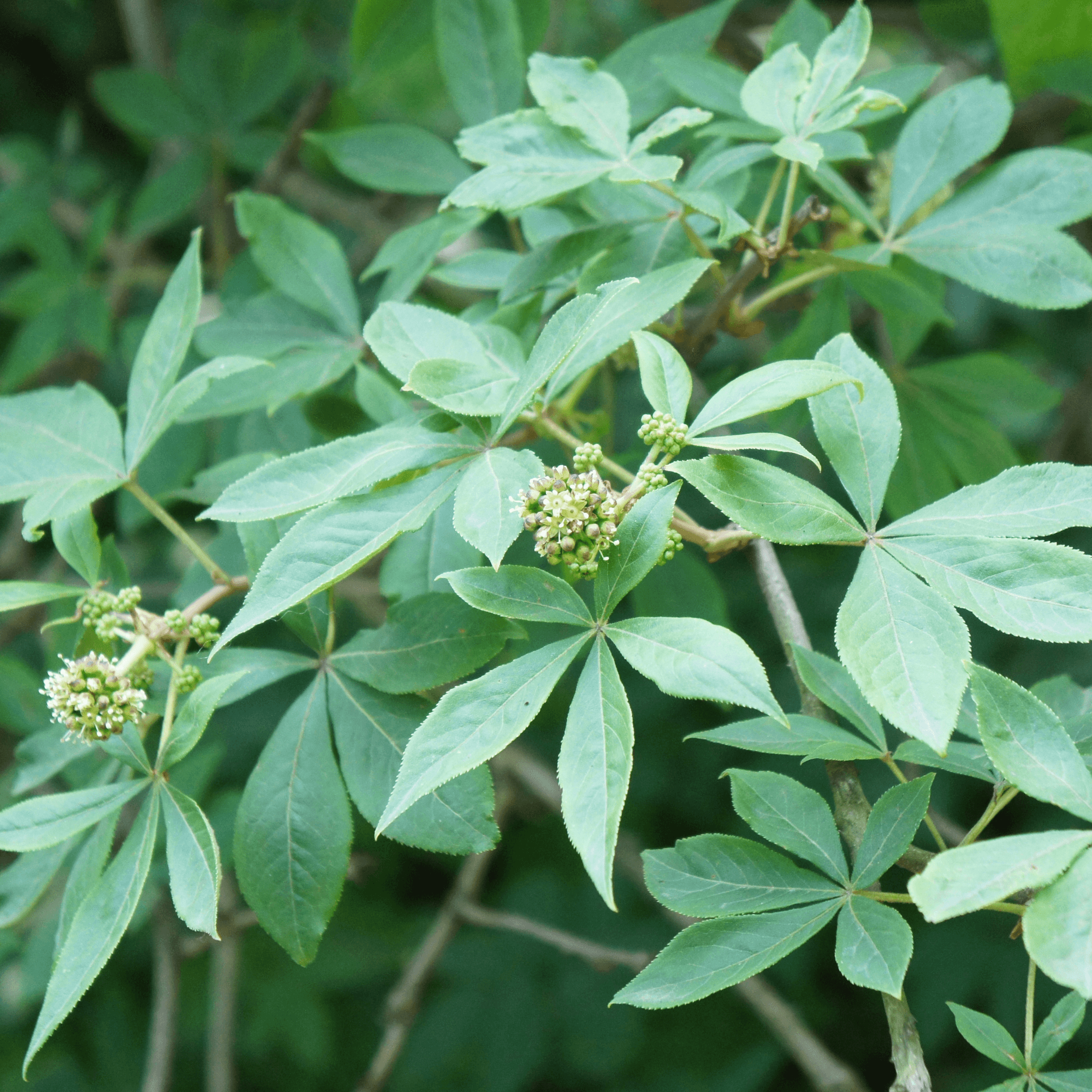 Eleutherococcus senticosus (Siberian Ginseng)Tincture - DrClareApothecary